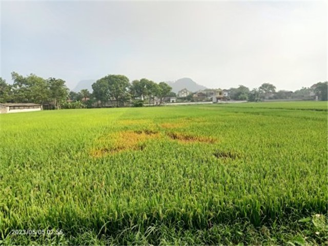 Thông báo phòng trừ rầy nâu, rầy lưng trắng hại lúa cuối vụ xuân 2023