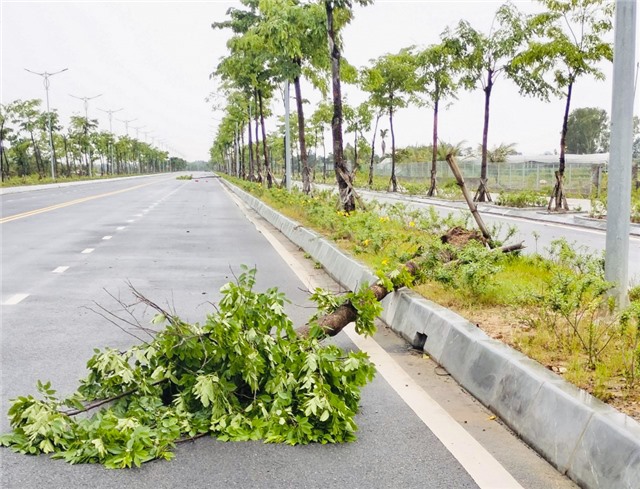 Nhiều cây xanh gẫy đổ sau trận mưa đêm 24/5