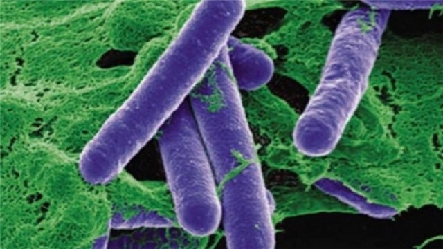 Những nguy cơ nhiễm độc tố botulinum