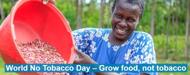 Ngày Thế giới không thuốc lá: Trồng cây lương thực không trồng thuốc lá