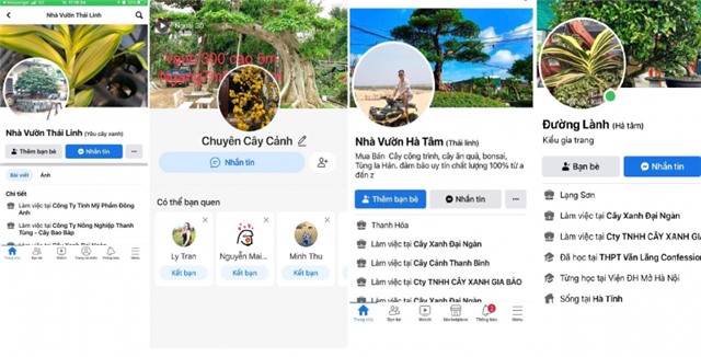 Lừa bán cây cảnh qua mạng, chiếm đoạt hàng trăm triệu đồng