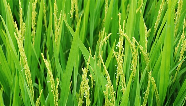 Chăm sóc, phòng trừ sinh vật gây hại lúa vụ Đông xuân 2022-2023