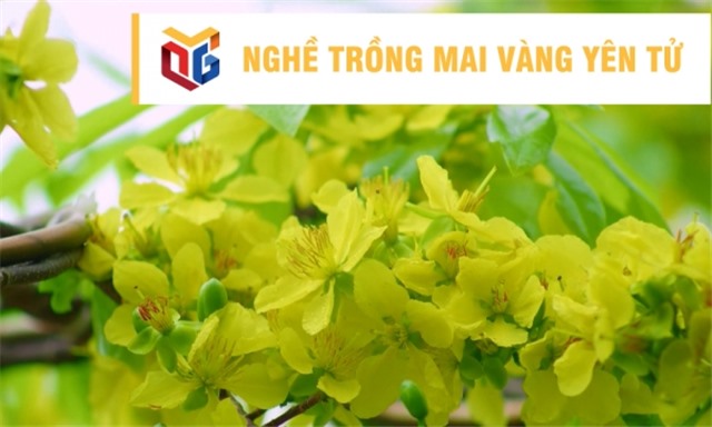 Nghề trồng mai vàng Yên Tử