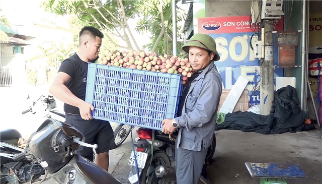 Ghi nhận cuối vụ vải chín sớm Phương Nam