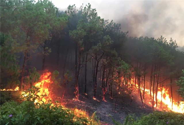 Tăng cường các biện pháp cấp bách phòng cháy, chữa cháy rừng trên địa bàn