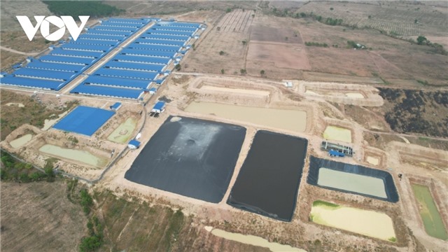 3 trang trại nuôi heo bị xử phạt gần 1 tỷ đồng vì vi phạm quy định môi trường