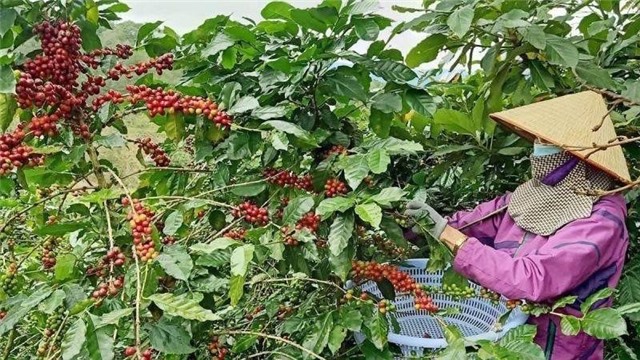 Ban hành quyết định phát triển cây công nghiệp chủ lực đến năm 2030