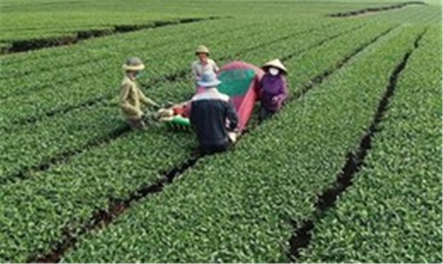 Thái Nguyên: Một cháu nhỏ tử vong do sét đánh khi đi hái chè