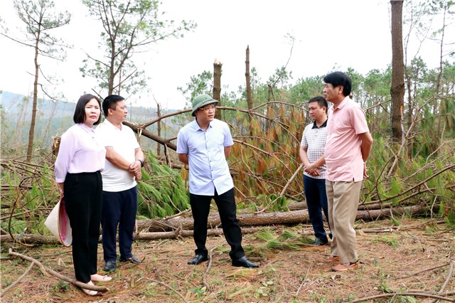 Uông Bí rà soát, lập phương án phòng cháy, chữa cháy và thu dọn rừng sau bão số 3 (Yagi)