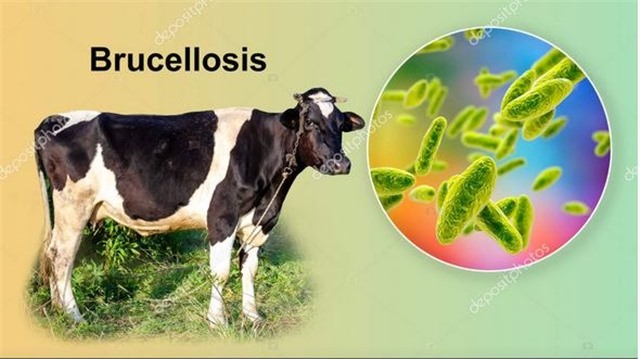 Brucella: Nguyên nhân, biểu hiện, cách điều trị và phòng bệnh