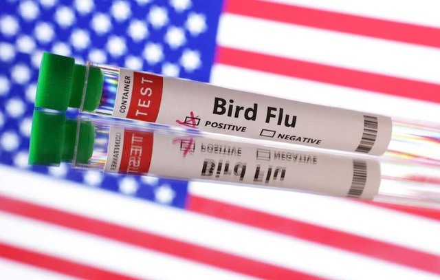 Mỹ lần đầu phát hiện cúm gia cầm H5N1 ở lợn