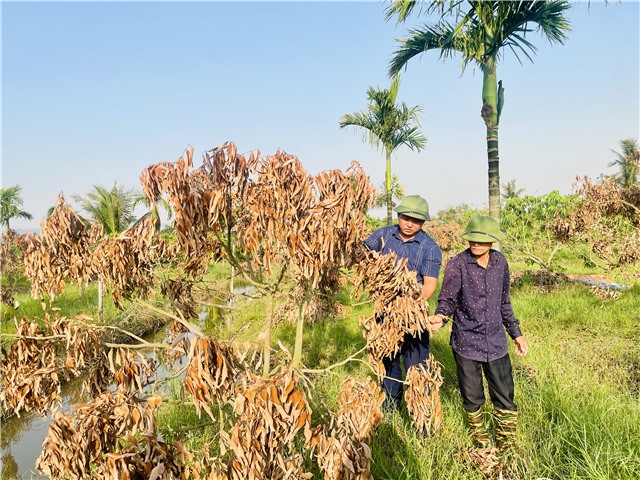 Trên 37% diện tích Vải chín sớm Phương Nam bị thiệt hại sau bão số 3