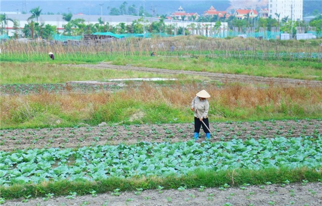 Tập trung sản xuất nông nghiệp vụ đông