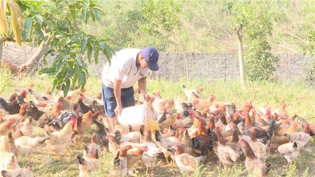 TP Uông Bí: Nông dân tập trung tái đàn gia súc, gia cầm