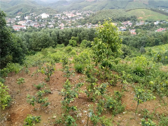 Năm 2024, Uông Bí phấn đấu trồng 400 ha rừng, trong đó có 30 ha Lim, Lát, Dổi