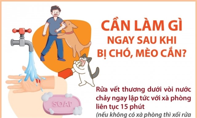 Cần làm gì ngay sau khi bị chó, mèo cắn để phòng bệnh dại?