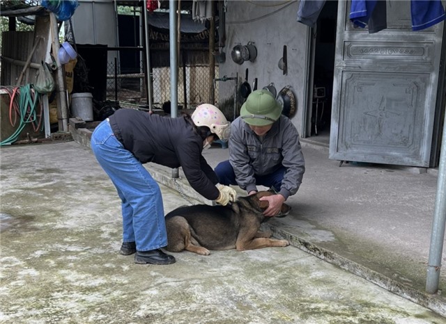 Trước ngày 30/3/2024, hoàn thành tiêm vắc xin phòng dại cho 80% chó, mèo