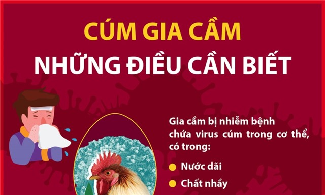 Những điều cần biết để phòng tránh bệnh cúm gia cầm