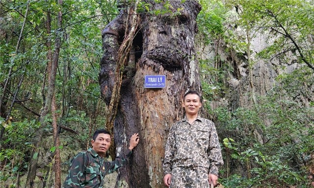 Bảo vệ và phát huy giá trị Cây di sản Việt Nam