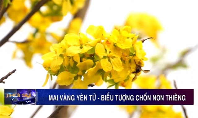 Mai vàng Yên tử - Biểu tượng chốn non thiêng