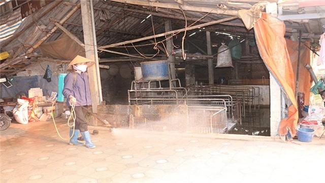 Hà Nam khẩn trương khoanh vùng, dập ổ dịch tả lợn châu Phi