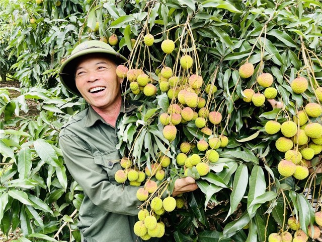 Từ ngày 23 - 26/05/2024 sẽ diễn ra “Tuần hàng Việt - Uông Bí 2024” gắn với hoạt động Livestream sản phẩm Vải chín sớm Phương Nam