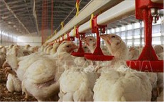 Australia ghi nhận ca nhiễm cúm gia cầm đầu tiên ở người