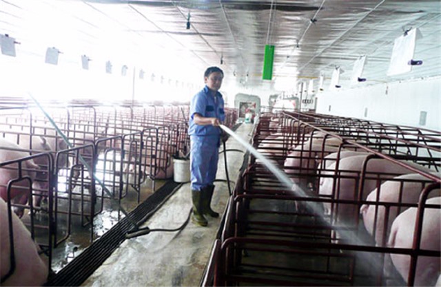 Những giải pháp phòng, chống nắng nóng cho vật nuôi