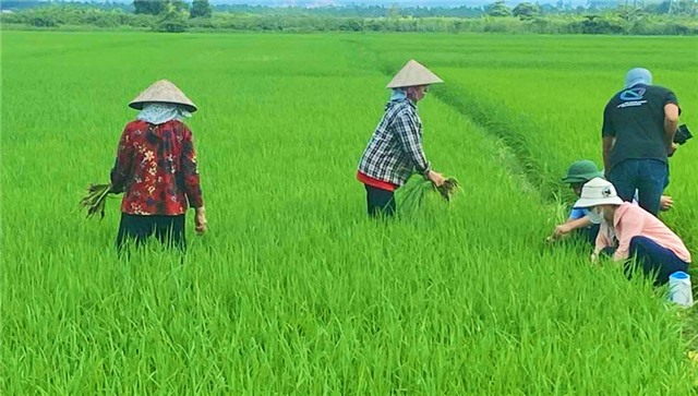 Chủ động phòng trừ sâu, bệnh trên đồng ruộng