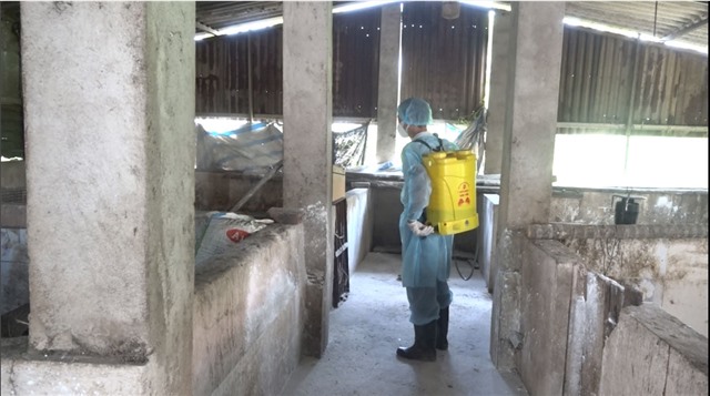 TP Uông Bí - chủ động các biện pháp phòng chống dịch tả lợn Châu Phi