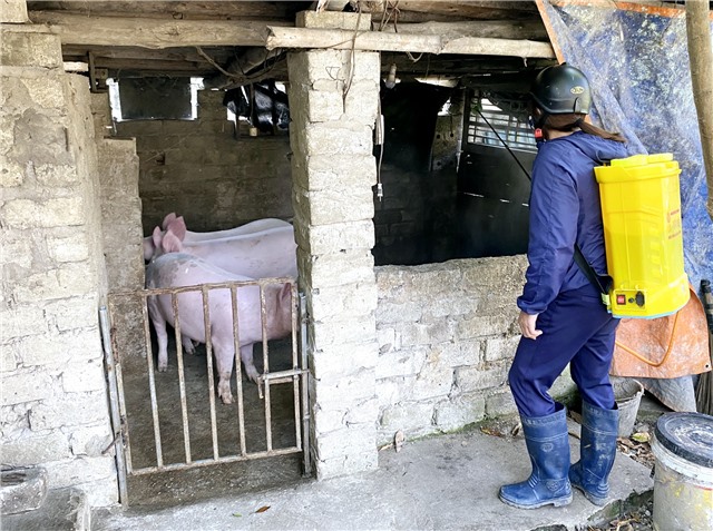 Uông Bí triển khai đồng bộ các giải pháp phòng, chống bệnh Dịch tả lợn Châu Phi