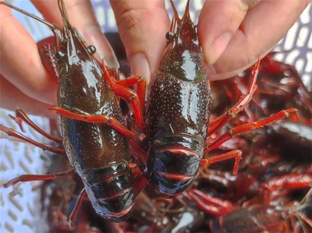 Tăng cường quản lý tôm hùm đất, tôm càng đỏ