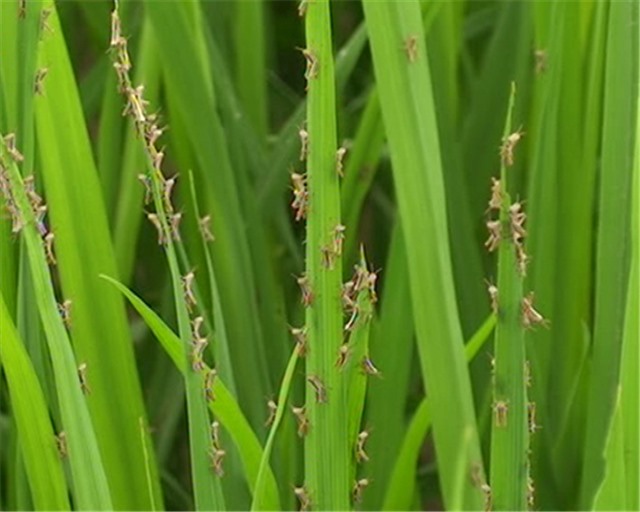 Chủ động phòng trừ châu chấu hại tre, nứa và cây nông nghiệp