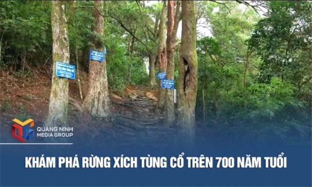 Khám phá rừng Xích Tùng cổ trên 700 năm tuổi