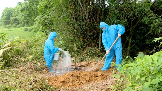 Tiêm phòng thử nghiệm vắc-xin dịch tả lợn châu Phi