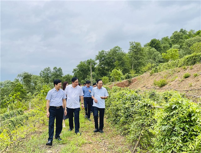Bí thư Thành ủy Mai Vũ Tuấn tham quan mô hình trồng cây Sâm Nam núi Dành