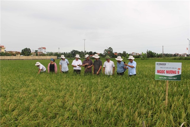 Chuẩn bị tốt các điều kiện sản xuất vụ lúa mùa