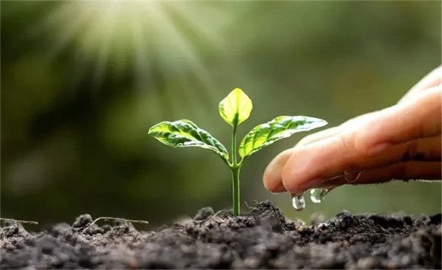 Thói quen xanh những cách đơn giản để bảo vệ môi trường hàng ngày