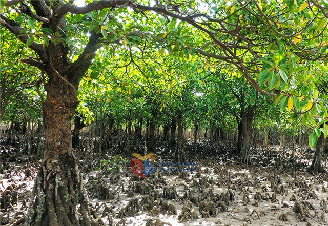 Bảo vệ môi trường biển bền vững