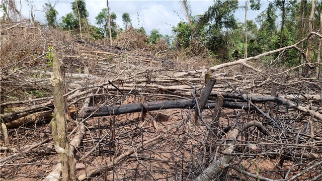 Tăng cường quản lý, bảo vệ rừng và PCCCR trên địa bàn thành phố Uông Bí