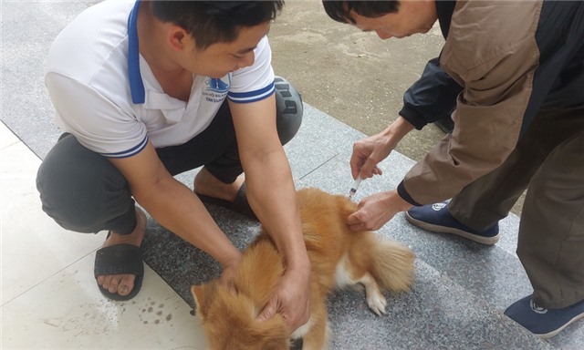 Nâng tỷ lệ tiêm vắc-xin phòng dịch, bệnh trên vật nuôi