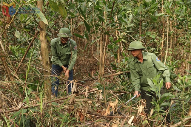 Quảng Ninh tăng cường các biện pháp phòng chống cháy rừng