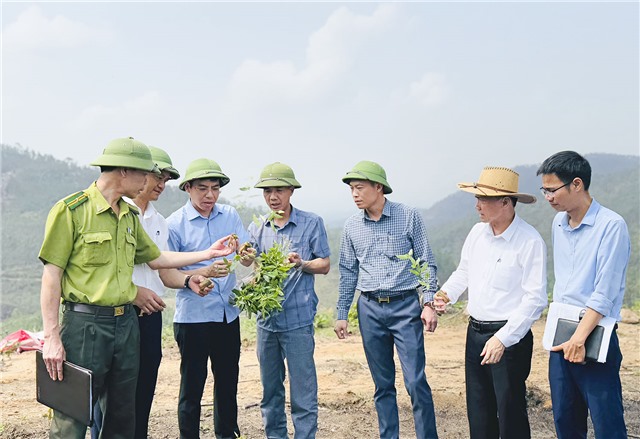 Phó Chủ tịch UBND thành phố kiểm tra công tác trồng, quản lý và bảo vệ rừng tại phường Phương Đông