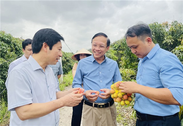 Phó Chủ tịch Trung ương Hội Nông dân Việt Nam Nguyễn Xuân Định tham quan vùng Vải chín sớm Phương Nam