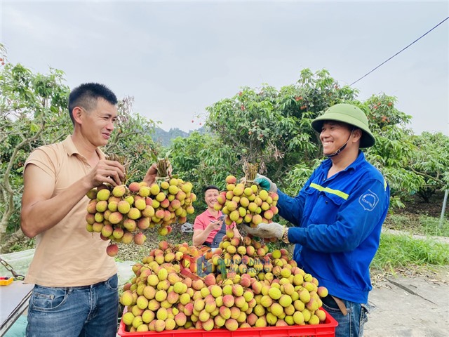 Niềm vui mùa vải chín sớm