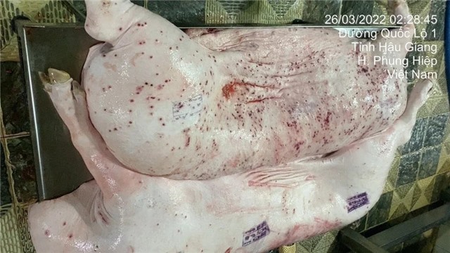 Thông tin mới về kiểm dịch sai sản phẩm lợn bệnh của Công ty C.P. Việt Nam