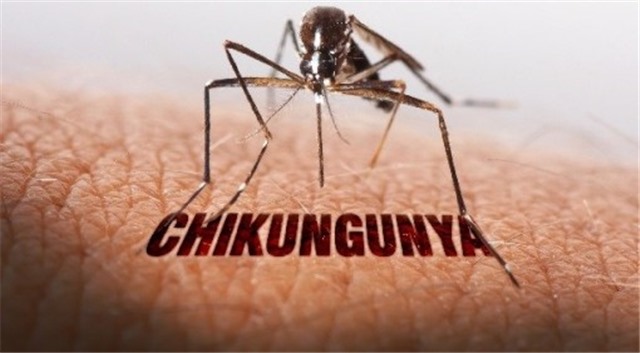 Khẩn trương triển khai các biện pháp phòng chống bệnh Chikungunya