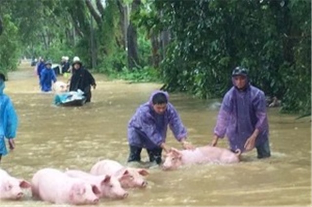 [Infographic] Chủ động phòng chống dịch bệnh mùa mưa lũ