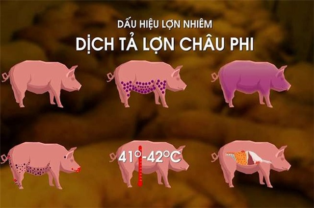 Chủ động phòng ngừa bệnh Dịch Tả lợn Châu Phi