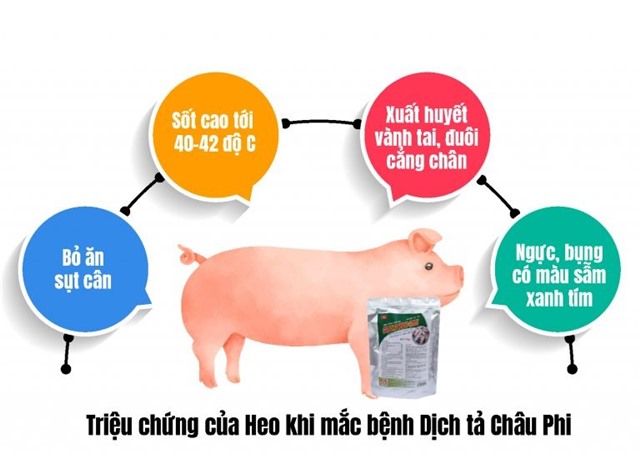 Một số biện pháp phòng, chống bệnh dịch tả lợn châu Phi và công tác nuôi tái đàn lợn